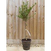 You Garden Lilac Syringa Palibin Standard 80-100Cm Tall