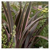 You Garden Phormium Sundowner Pink 5L Pot