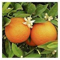 You Garden Large Orange Tree