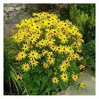 You Garden Rudbeckia Goldsturm 3 X9Cm Plants