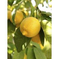 You Garden Large Lemon Eureka Tree