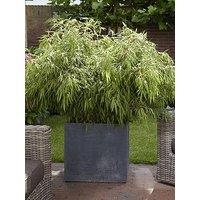 You Garden Pair Of Fountain Bamboo Fargesia Rufa 2L