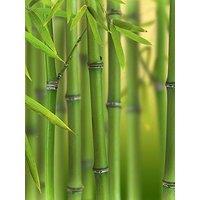 You Garden Green Bamboo Phyllostachys Bisettii (3L Pot)