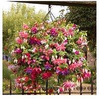 You Garden Jumbo American Fuchsia Collection 12 X Jumbo Plugs