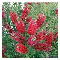 You Garden Hardy Callistemon 3L Potted 'Bottlebrush' Plant