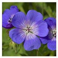 You Garden Pair Of Hardy Geranium 'Rozanne' 2L Potted Plants