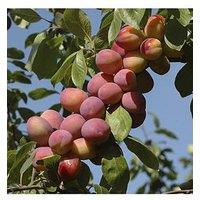 You Garden Patio Fruit Tree Plum 'Little Vic' 4L Potted Plant