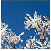 You Garden Magnolia Stellata Standard 3L Potted Plant 1M Tall