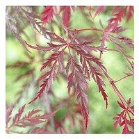 You Garden Acer Dissectum 'Garnet' 3L Potted Plant
