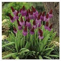 You Garden Red Hot Poker' Primrose Primula Viallii 3 X 9Cm Potted Plants