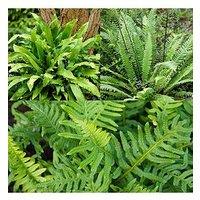 You Garden Evergreen Hardy Fern Collection 3 X 9Cm Potted Plants