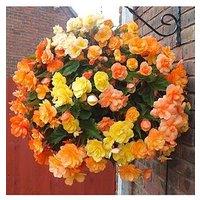 You Garden Trailing Begonia Apricot Shades 12 X Jumbo Plugs