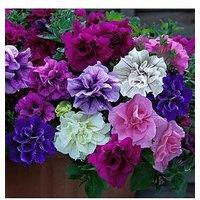You Garden Fragrant Double Petunia 'Tumbelina Collection' 12 X Jumbo Plugs