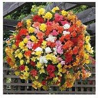 You Garden Trailing Begonia 'Super Cascade' Mix 12 X Jumbo Plugs