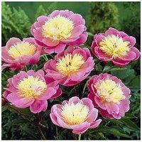 You Garden Peony 'Bowl Of Beauty' 3 X Bare Roots