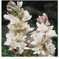You Garden Polianthes Tuberosa 'Tuberrose' Pack Of 10 Bulbs