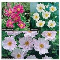 You Garden Hardy Japanese Anemone Collection 3 X 9Cm Potted Plants