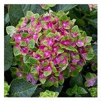 You Garden Hydrangea Glam Rock 2 X 9Cm Potted Plants