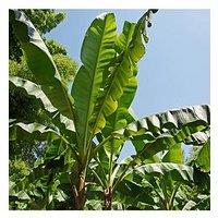 You Garden Musa Basjoo Japanese Banana Plant 1L
