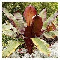 You Garden Ensete Ventricosum 'Maurelii' - Red Abysinnian Banana 1L