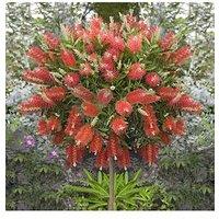 You Garden Callistemon 'Bottlebrush' Standard