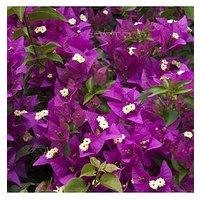 You Garden Bougainvillea Pink Pillar 3L Potted Plant 1.4M Tall
