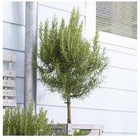 You Garden Standard Rosemary Tree 3L Potted Plant 90Cm Tall
