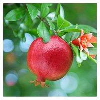You Garden Hardy Pomegranate Bush 2L Potted Plant