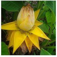 You Garden Musella Lasiocarpa Chinese Hardy Banana Plant 30Cm Tall 1L Potted Plant