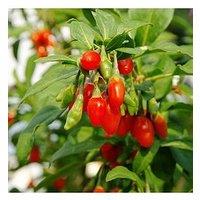 You Garden Goji Berry 'Instant Success' 2L Potted Plant