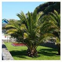 You Garden Hardy Phoenix Palm Tree 1.2-1.4M Tall