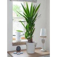 You Garden Yucca 2 Stem 45/20Cm In 17Cm Pot 80Cm Tall - Green Houseplant