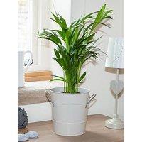 You Garden Areca Palm 'Butterfly Palm' 14Cm Pot