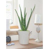 You Garden Aloe Vera Houseplant 50Cm Tall