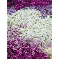 You Garden Carpet Phlox Collection X 12 Plugs