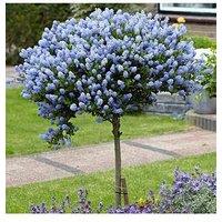 You Garden Pair Ceanothus Standards 90Cm