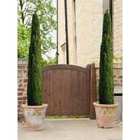 You Garden Pair Of Italian Cypress Trees 60 -80Cm Tall