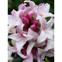 You Garden Hardy Daphne 'Perfume Princess'