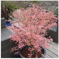 You Garden Acer 'Taylor' 3L Pot 50Cm Tall - Pink Leaves
