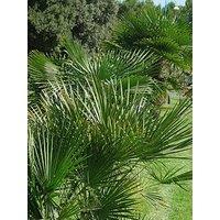 You Garden Chamaerops Humilis (Hardy Fan Palm) 80Cm