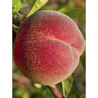 You Garden Peach 'Red Haven' 1.4M Bare Root Tree