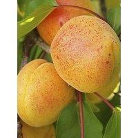 You Garden Apricot 'Early Moorpark 1.4M Bare Root Tree