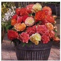 You Garden Fragrant Begonia 'Heaven Scent' X 10 Corms