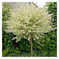 You Garden Flamingo Willow Salix Integra Hakuro Nishiki Standard