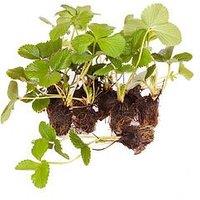 You Garden Pack 12 Strawberry 'Sweet Colossus' Plug Plants