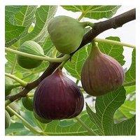 You Garden Fig Tree 'Brown Turkey' Standard Form 1.2-1.4M Tall