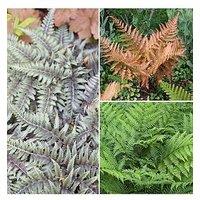 You Garden Colourful Hardy Fern Collection 3 Colours - 9Cm Pots