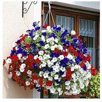 You Garden Patriotic Petunia Basket/Planter Pluig Mix X 12