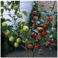 You Garden Duo Apple Tree - 2 Varieties On 1 Tree 3L Pot 1M Tall