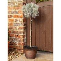 You Garden English Lavender Munstead Standard Tree 90Cm Tall